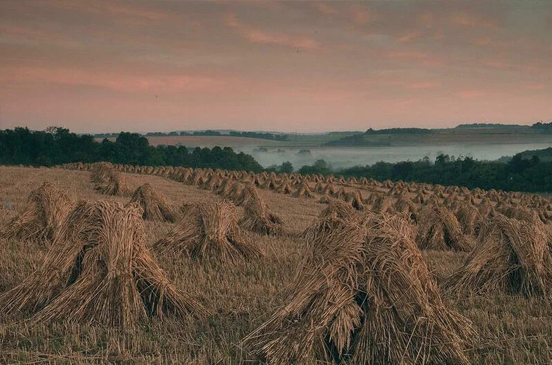 Straw For Thatching